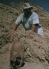 ashk calf 2  66KB  374x528